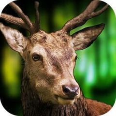 3D Deer Sniper Hunting Game 2017