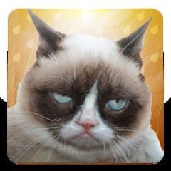 Grumpy Cat: Unimpressed