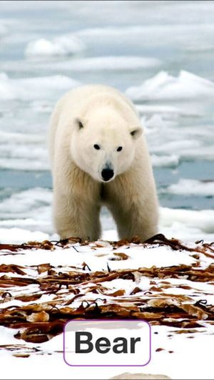 Toddler Flashcards HD: Baby Learning Games & Apps screenshot 4